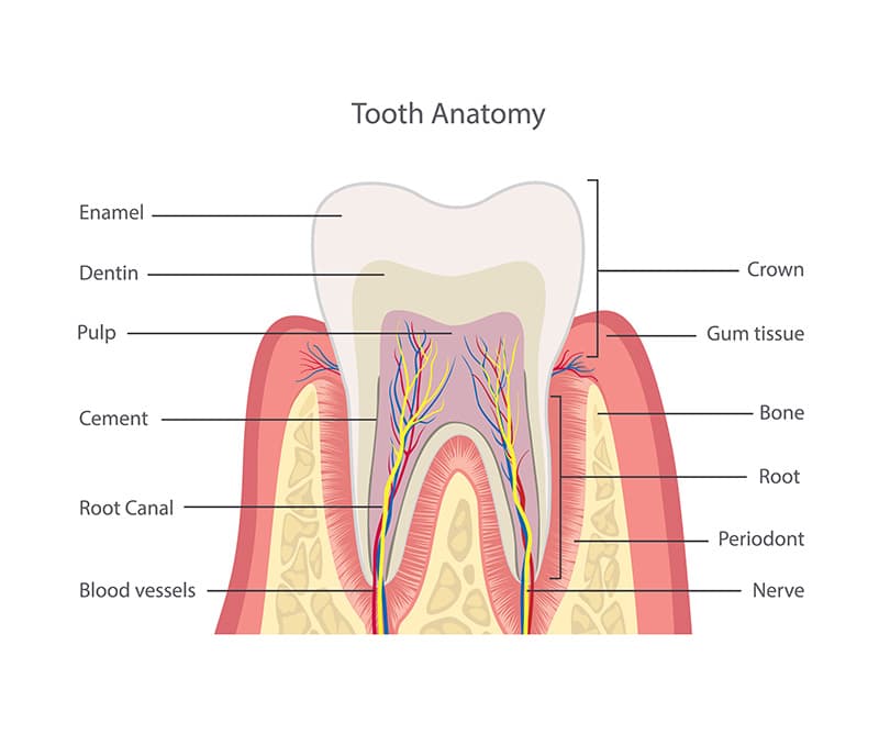 Tooth Anatomy Chart